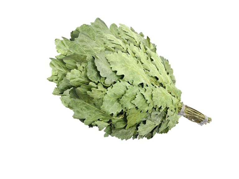 Eichenreisig für Sauna Pirts 10 x 40-50 cm