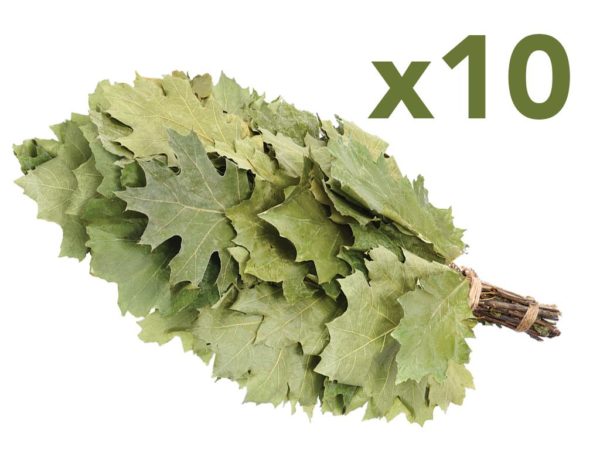 Eichenreisig für Sauna kanadische Eiche 10 x 45-55 cm
