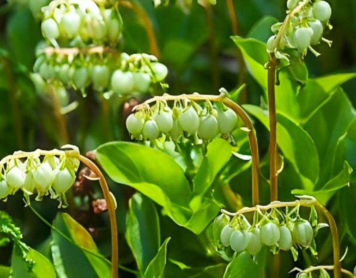 Birngrüngewächs Orthilia secunda 25 g