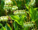 Birngrüngewächs Orthilia secunda 25 g