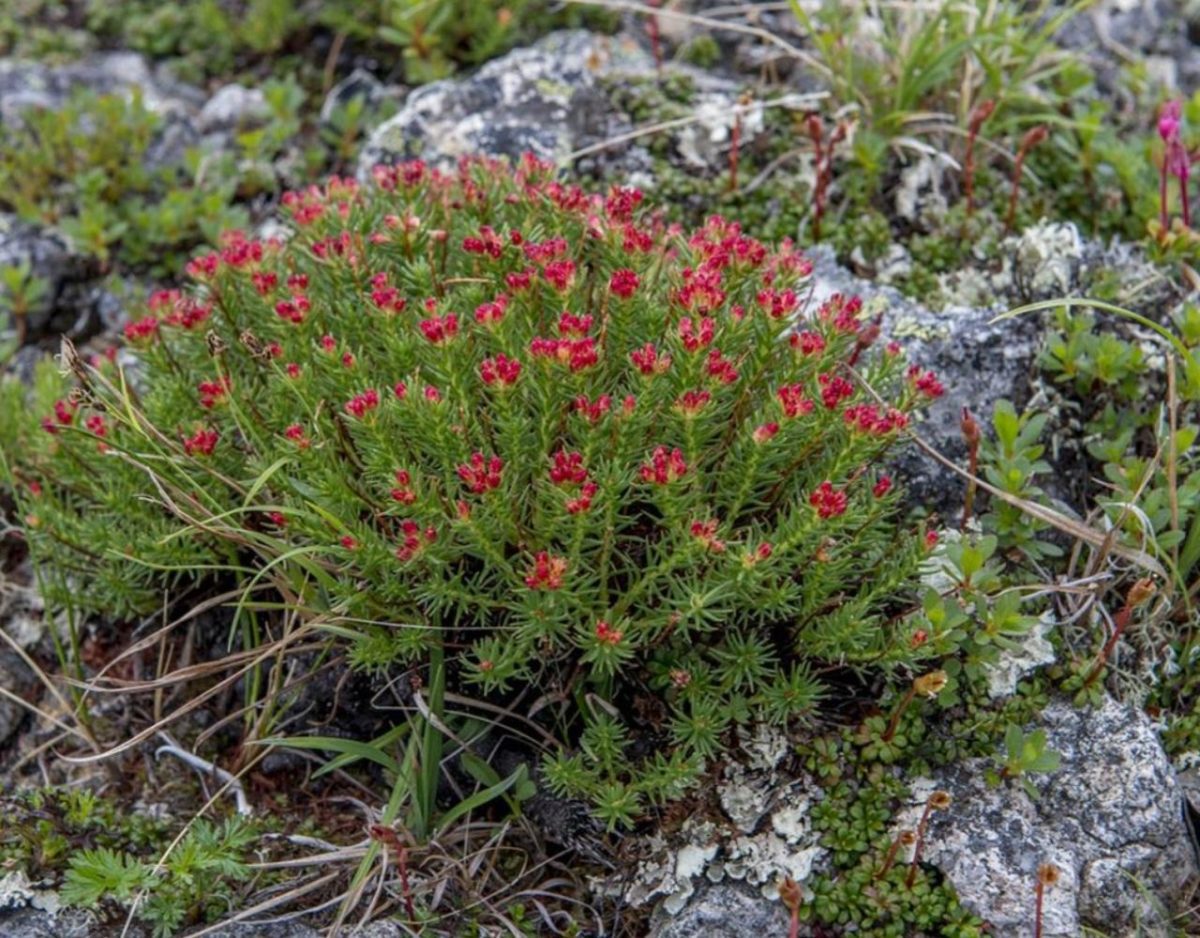 Rosenwurzgewächs Rhodiola quadrifida 4 x 25 g