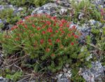 Rosenwurzgewächs Rhodiola quadrifida 4 x 25 g