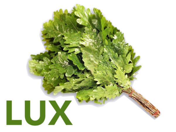 Eichenreisig für Sauna Lux 3 St. x 40-50 cm für professionelle Nutzung