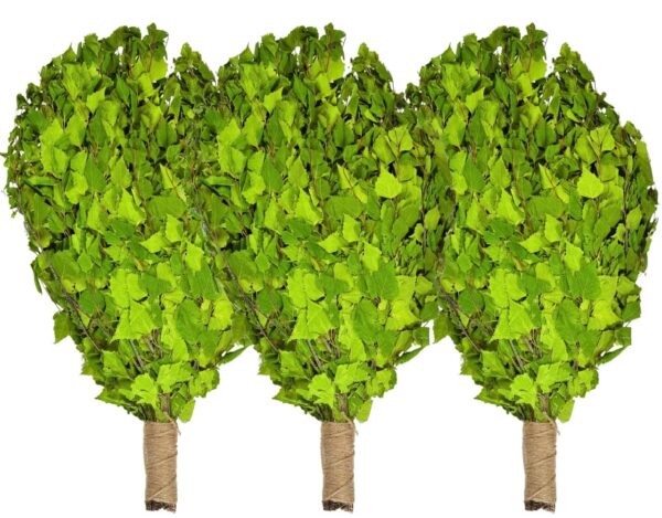 Birkenreisig für Sauna 3 x 60 cm, neue Ernte Sommer 2025