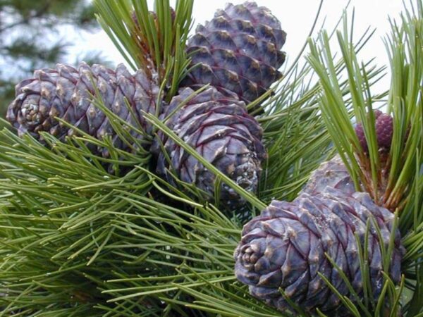 Zedernnussöl Zedernöl 3 x 100 ml