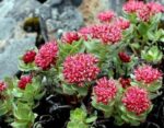 Rosenwurzgewächs Rhodiola quadrifida 4 x 50 g