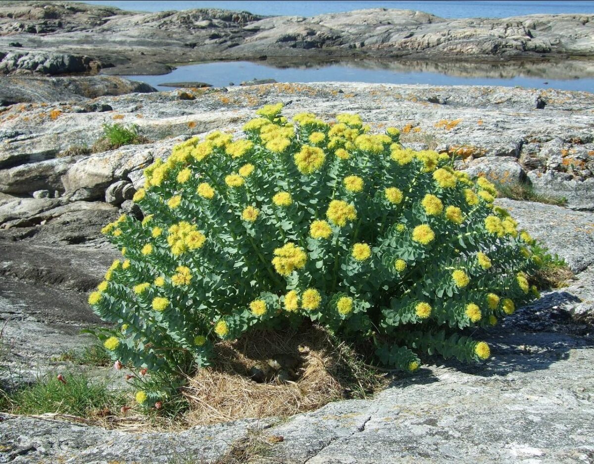 Rosenwurz Goldene Wurzel Rhodiola rosea 4 x 50 g