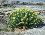 Rosenwurz Goldene Wurzel Rhodiola rosea 4 x 50 g