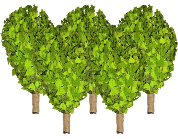 Birkenreisig für Sauna 5 x 60 cm, neue Ernte Sommer 2025