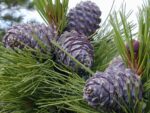 Zedernnussöl Naturprodukt Zedernöl 100 ml
