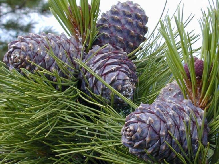 Zedernnussöl Naturprodukt Zedernöl 2 x 100 ml