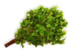 Birkenreisig für Sauna ca. 55-60 cm Ernte Sommer 2025