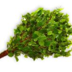 Birkenreisig für Sauna ca. 55-60 cm Ernte Sommer 2025