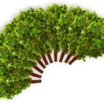 Birkenreisig für Sauna 10 St. 55-60 cm Ernte Sommer 2025